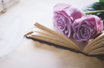 Close up of violet purple rose flower with love letters and feather quill, Rose and old paper with vintage and vignette tone