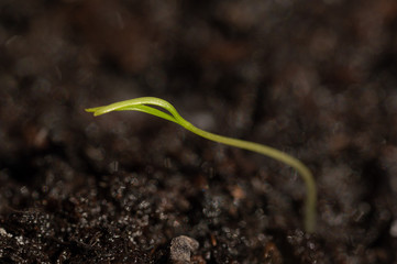 A carrot seedling in spring