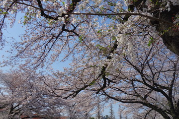 晴れた日の桜の花