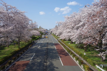桜の咲く大学通り