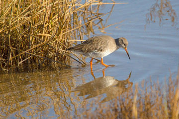Redshank reflection