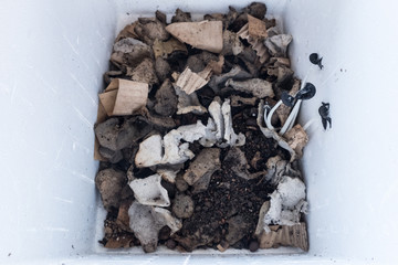 Mushroom growing from homemade fertilizer. 