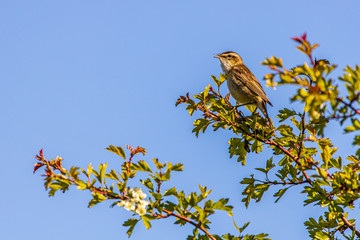 bird on a branch