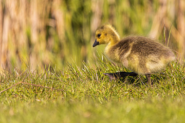 baby Canada goose in the grass