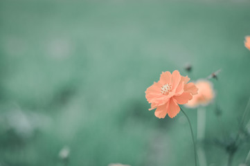 kenikir flowers, orange flower