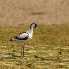Avocet 
