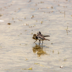 Grey wagtail feeding baby