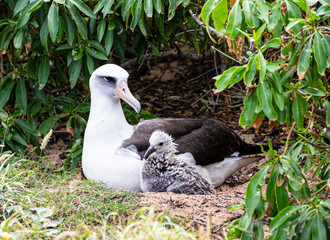 Laysan Albatross