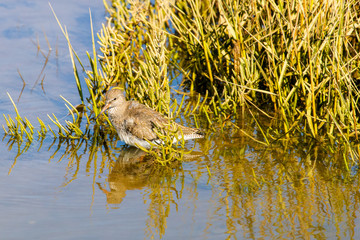 Redshank resting reflects 