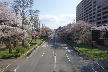 桜の咲く大学通り