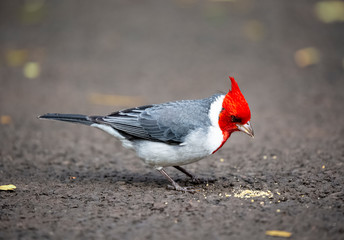 Red Crested Cardinal
