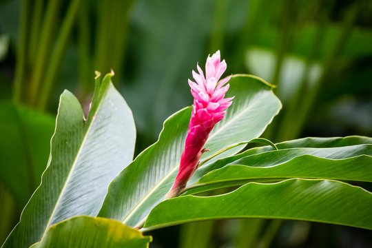 Red Hawaiian Ginger