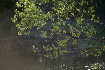 Salix alba spring seasonal