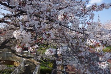 桜の咲く大学通り