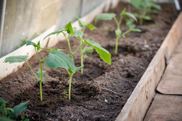 Seedlings of organic cucumbers in a greenhouse on a summer sunny day. The concept of gardening, healthy eating and agriculture.