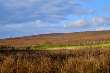 Weinort Sommerach und die Weinberge auf der Weininsel an der Vokacher Mainschleife, Landkreis Kitzingen, Unterfranken, Franken, Bayern, Deutschland