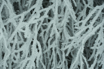 Dense tree branches covered with snow crystals. Winter background