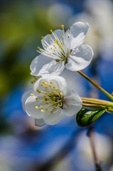 Kwiat wiśni  © Artur