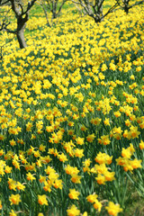 美しいスイセン