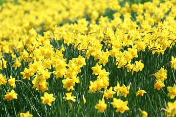 美しいスイセン