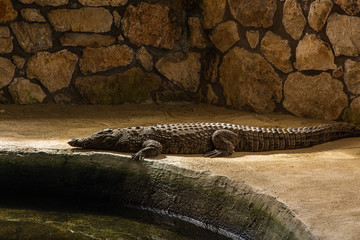 alligator in the sun