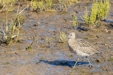 Curlew 