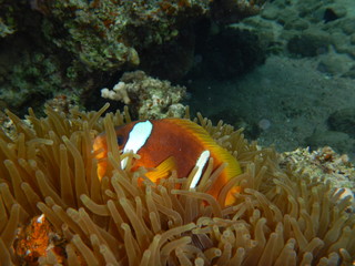 Naklejka na ściany i meble Clownfish, Anemone Fish, Amphiprioninae, 
