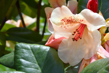 The rhododendron flower with soft colors