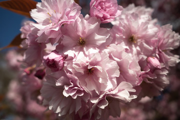 Cherry Blossom Close Up