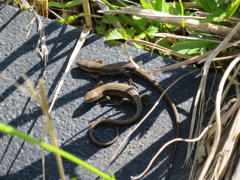 View Of Two Lizards