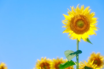 きれいなヒマワリ