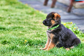 german shepherd puppy in the green grass