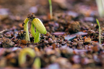The bean growing in the beauty spring time.