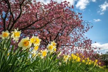Fototapeta premium Daffodils and Cherry Blossoms