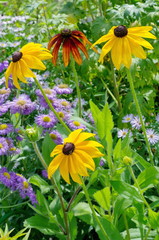 Blooming Rudbeckia on a flower bed in the summer garden