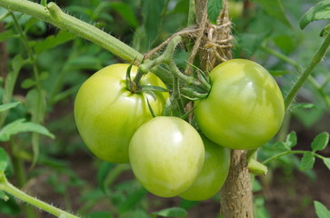 Green tomatoes on a branch close up