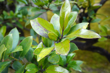green Distylium racemosum under sunlight, Sycopsis tutcheri. , Tutcher`s Fighazel