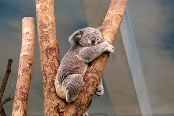 Schilderijen op glas koala sleeping in a tree © Vanessa Yau
