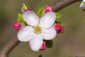 Fototapeta premium White with delicate pink inflorescence on a branch of apple tree