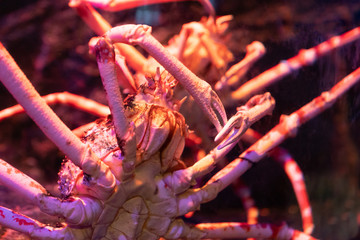 Big Alaskan crab specimen in underwater tank.
