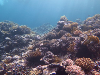 Coral reefs, Acropora, Millipora