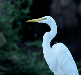 Western Great Egret - Ardea alba