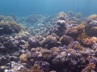 Fototapeta na wymiar Coral reefs, Acropora, Millipora