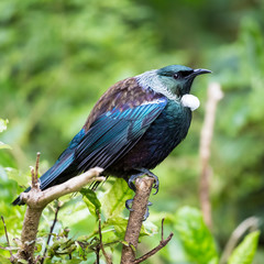 Tui