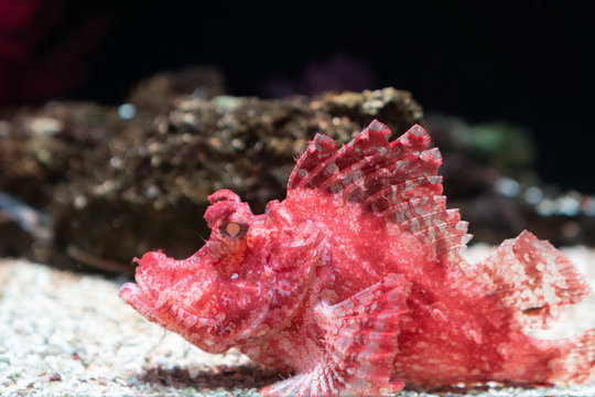 Pterois is a genus of venomous marine fish, lion fish.