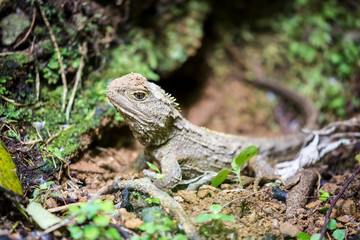 Tuatara