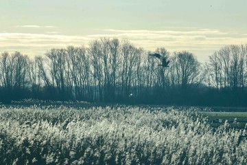 Wildgänse in freier Natur