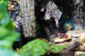 Red poison dart frog.