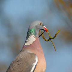 Pigeon with stick