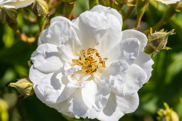 white and yellow flower